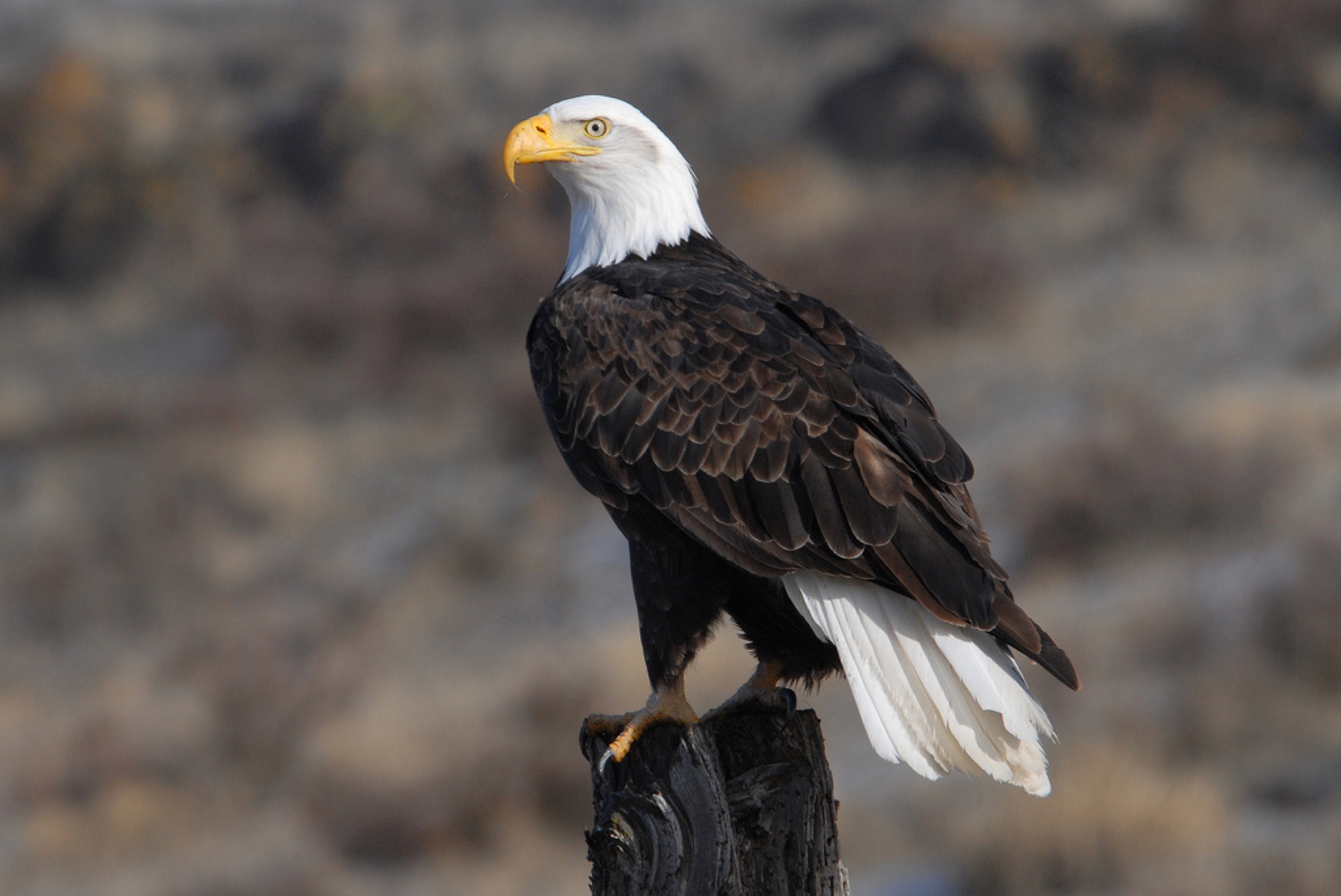 Bald eagle, a national symbol of the United States